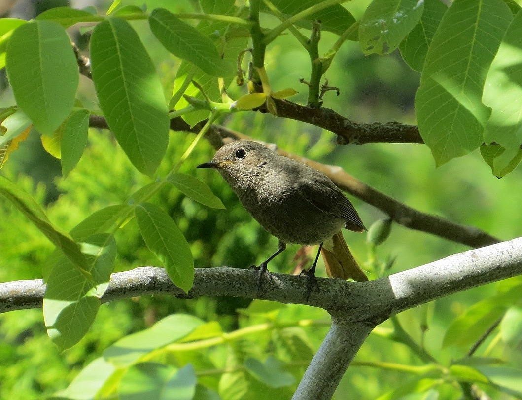 Среди листвы, в тенёчке