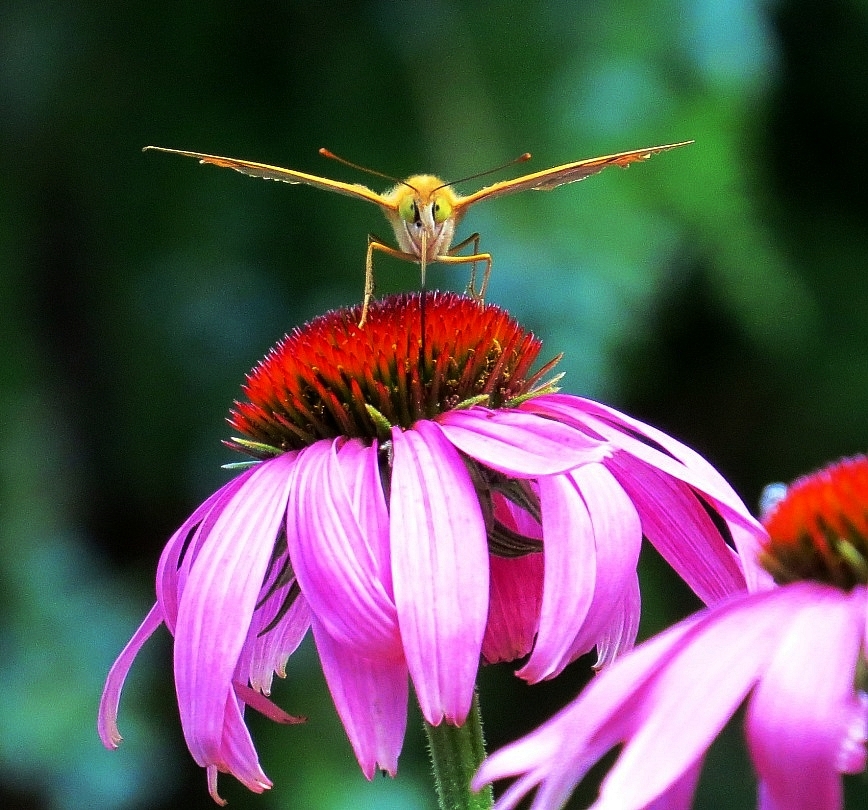 Эти глаза напротив )))