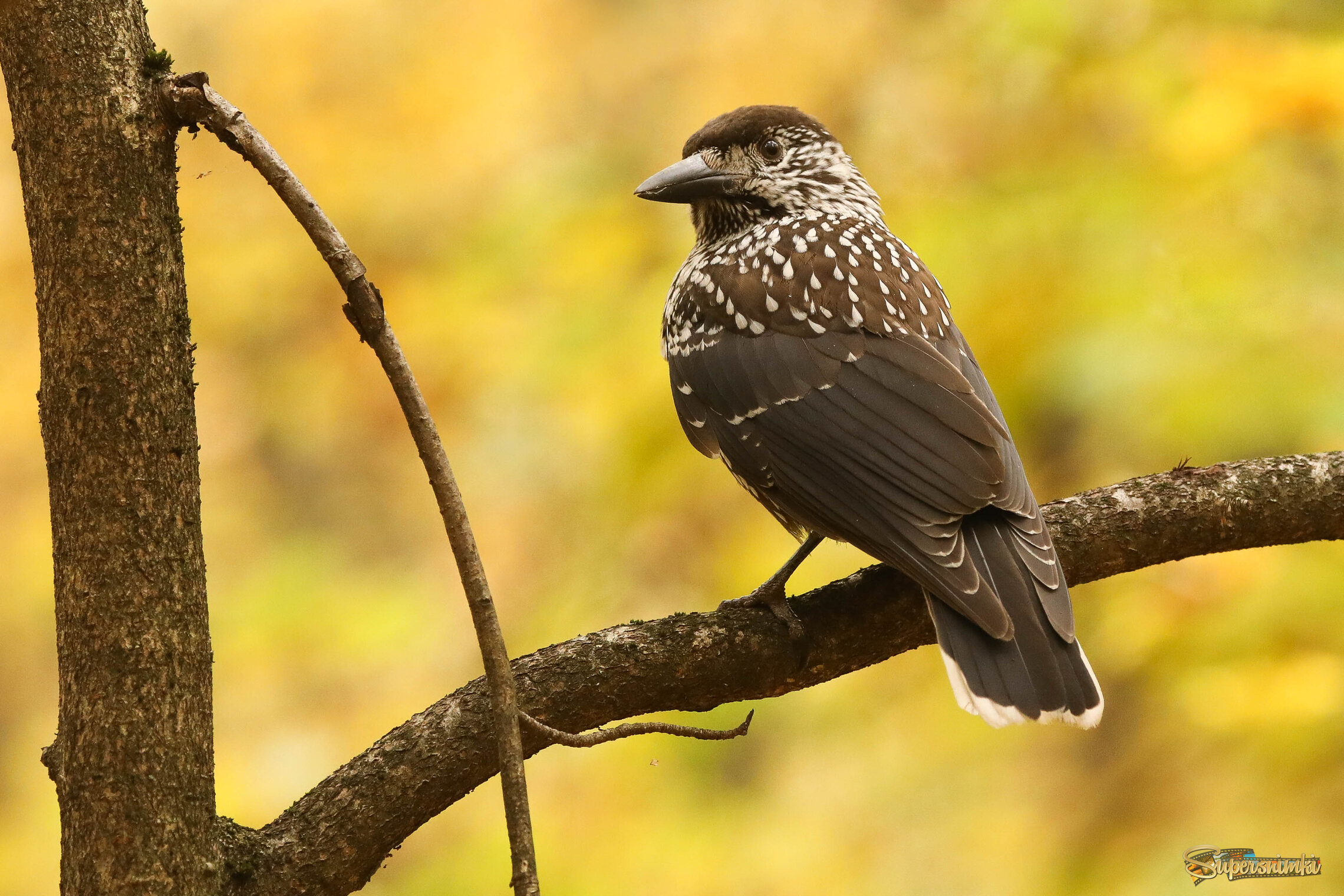 Любопытная