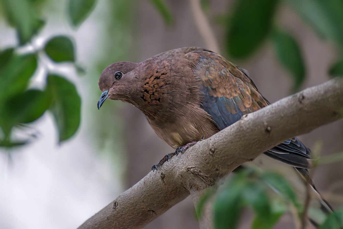 Малая горлица