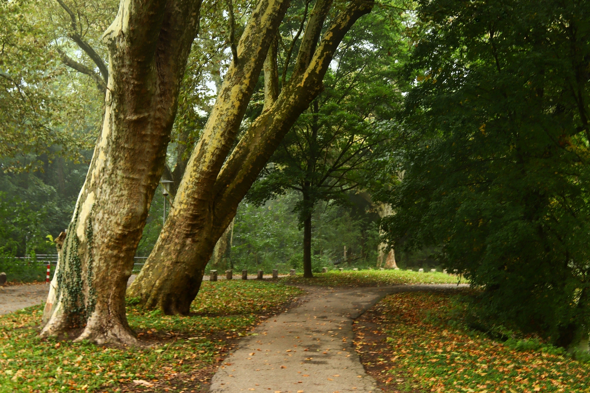 Утро октября