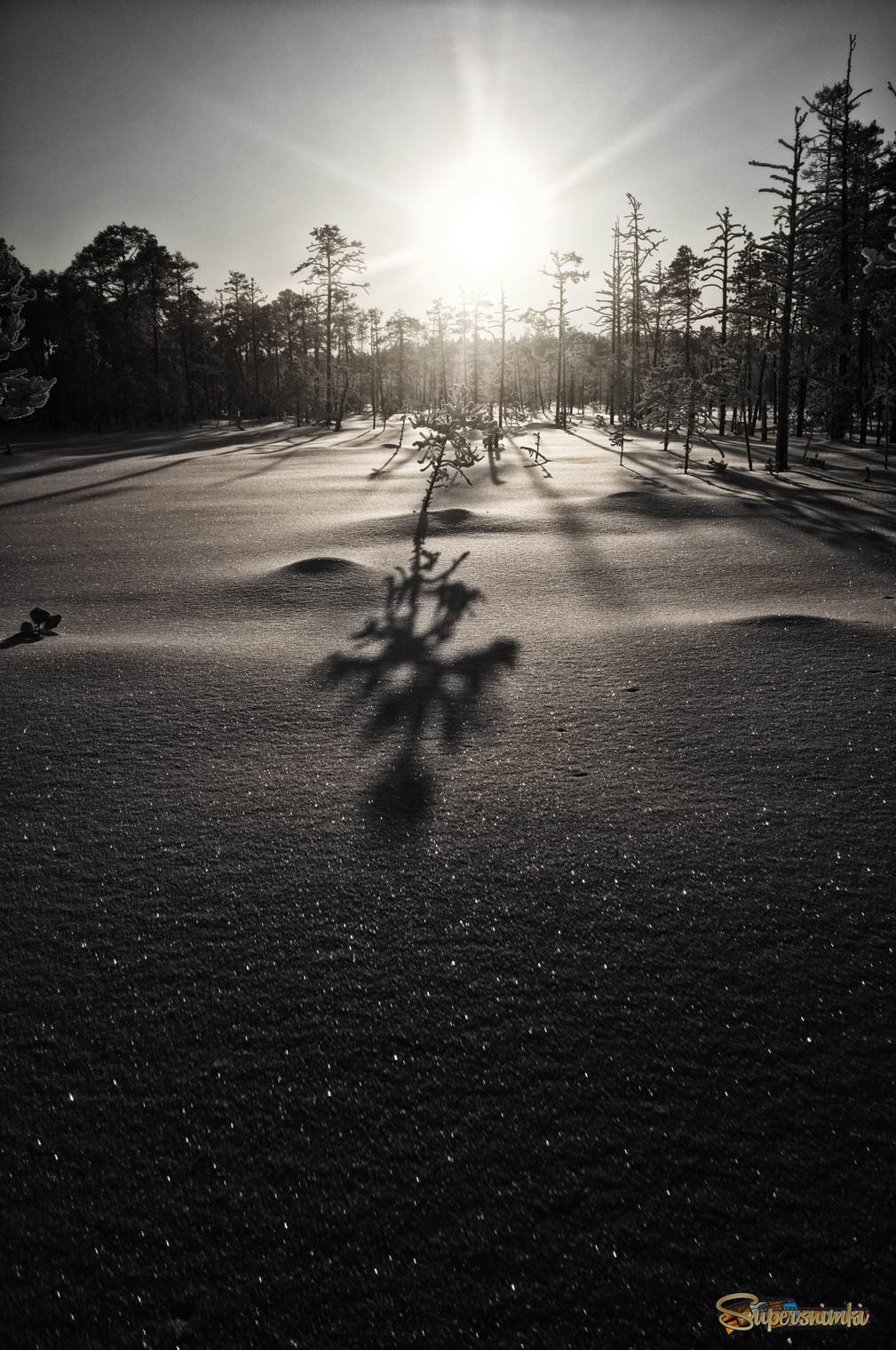 Большое Васюганское болото***