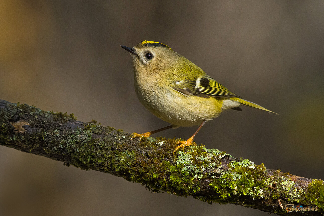 Желтоголовый королёк