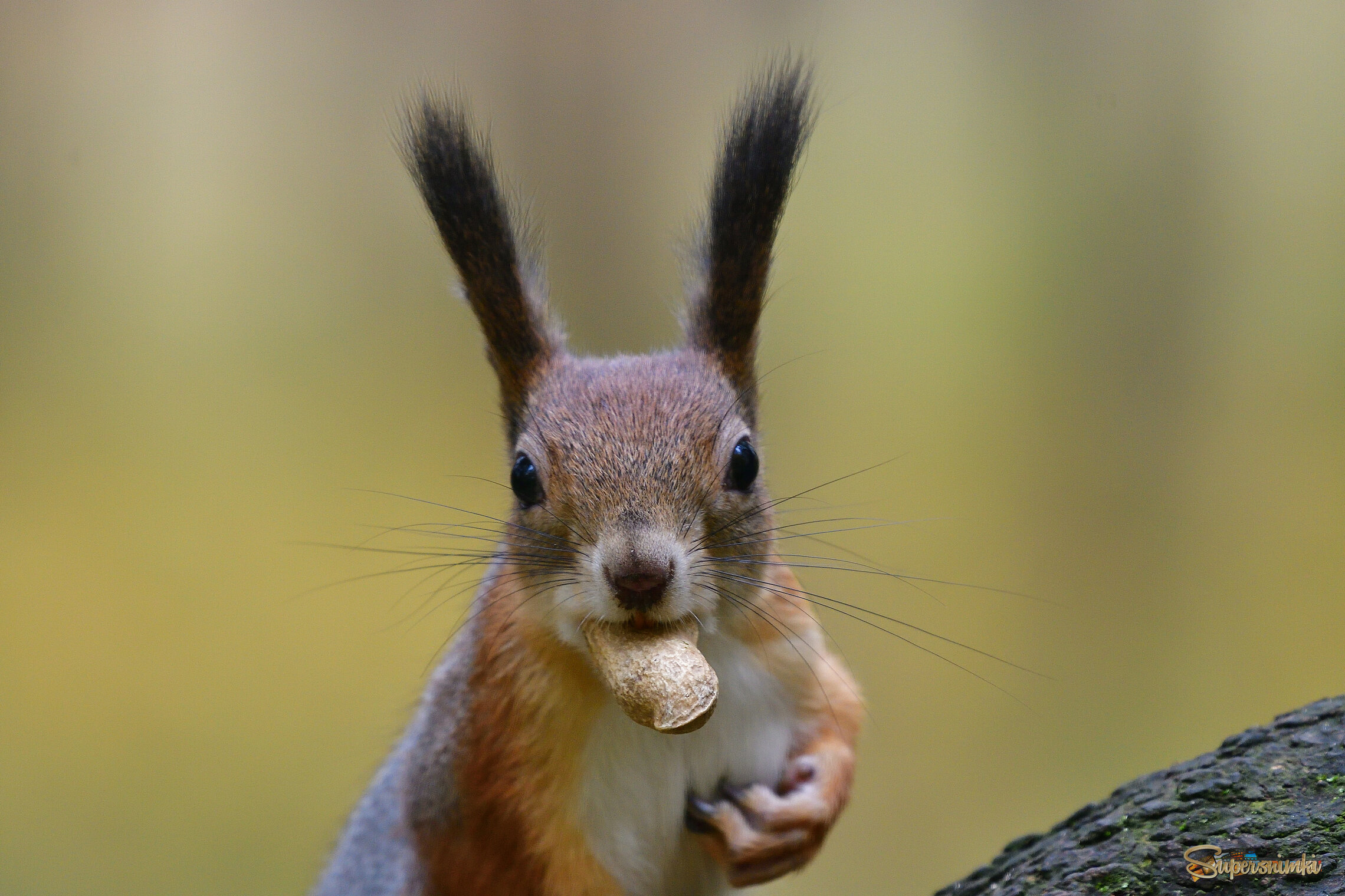 68ef8eae582518b44f594932