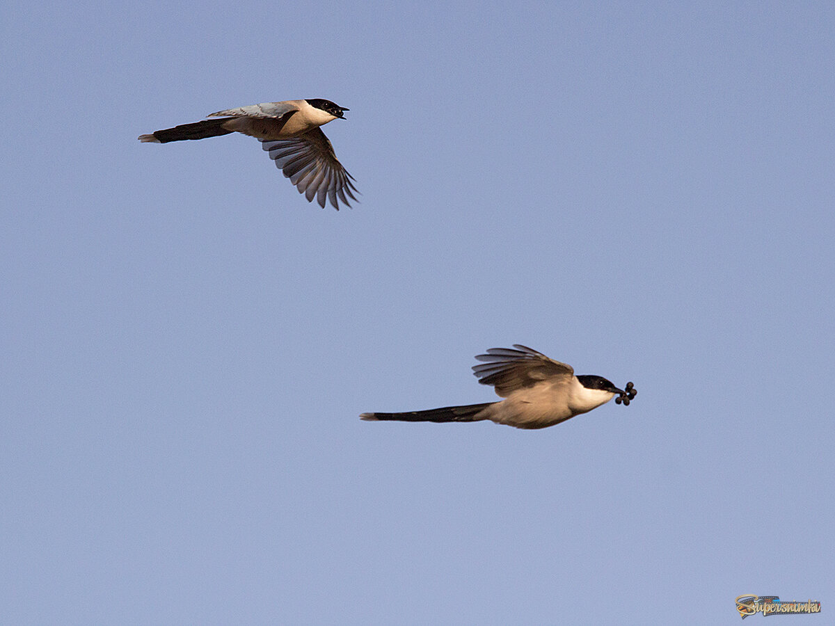 Голубые сороки после удачного налета на виноград. ))