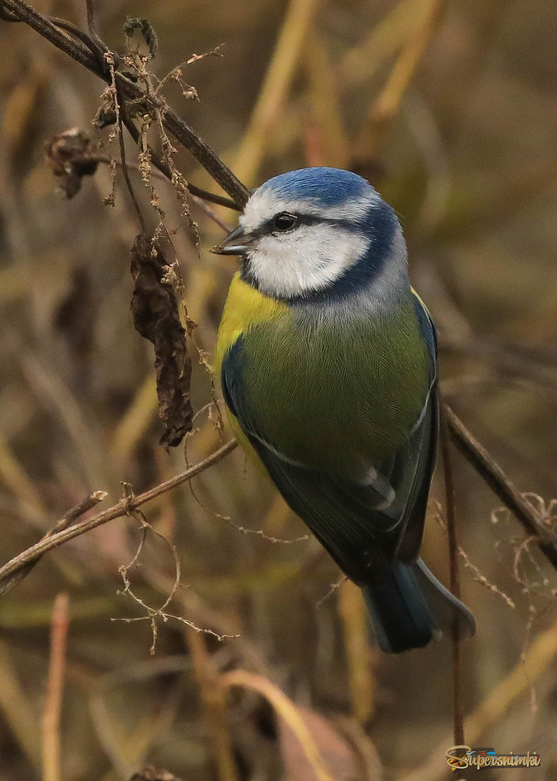 Есть чем поживиться! 