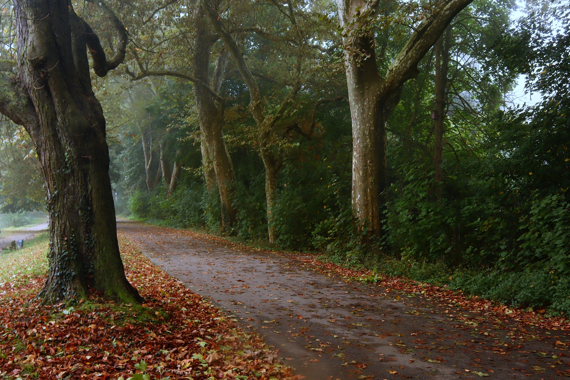 Рассеялся туман