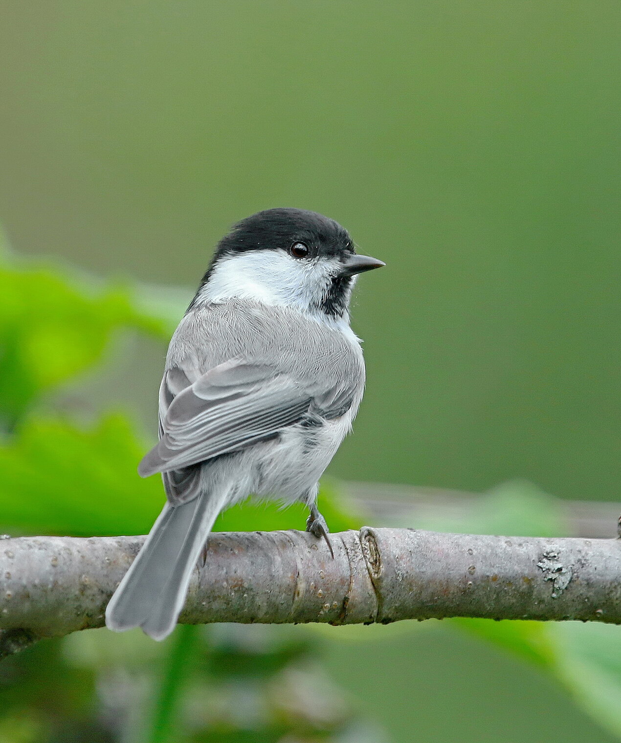гаичка черноголовая