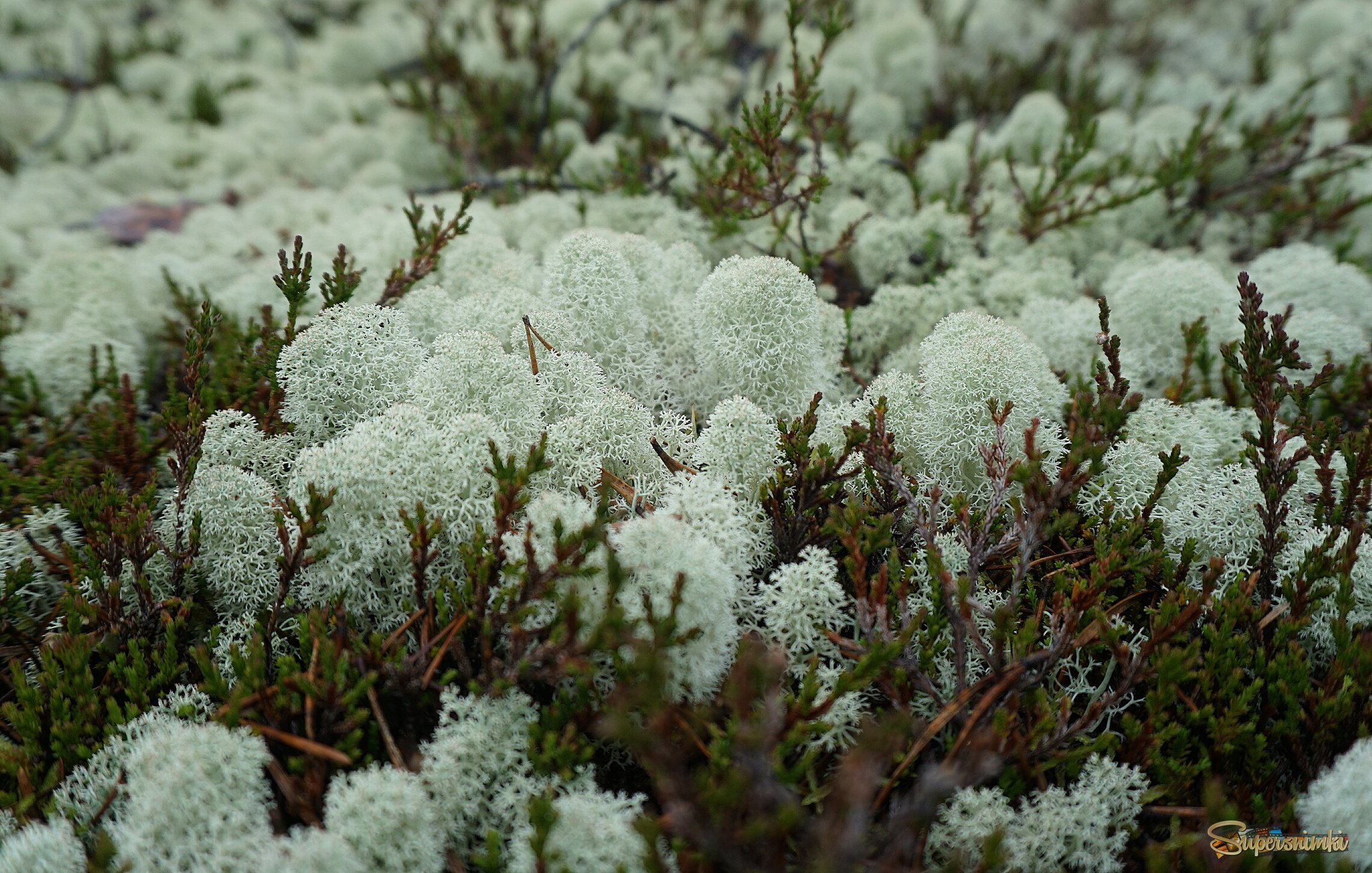 Белый лес Беломорья