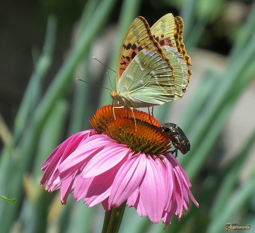 Летние картинки