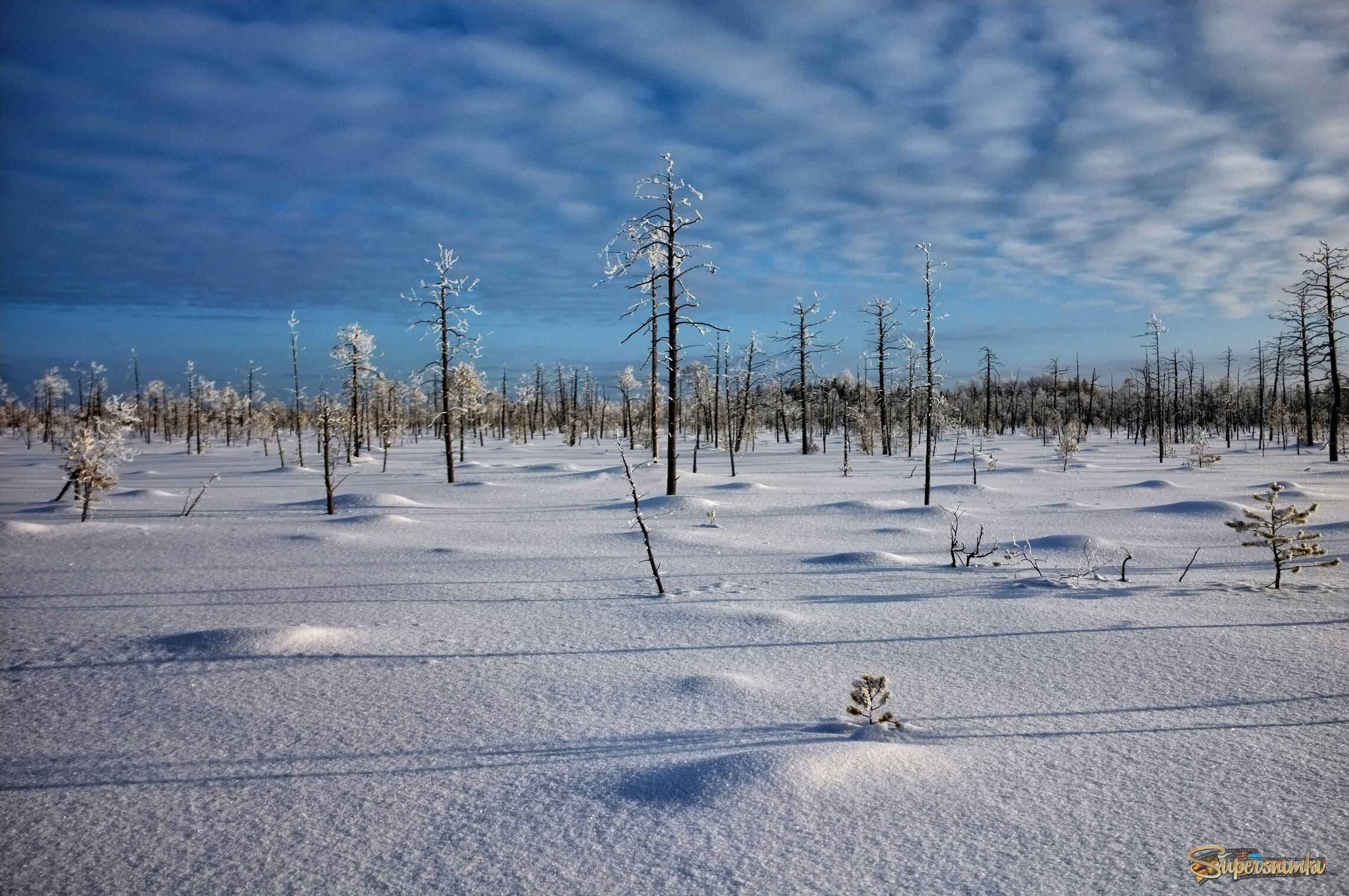 Большое Васюганское болото***