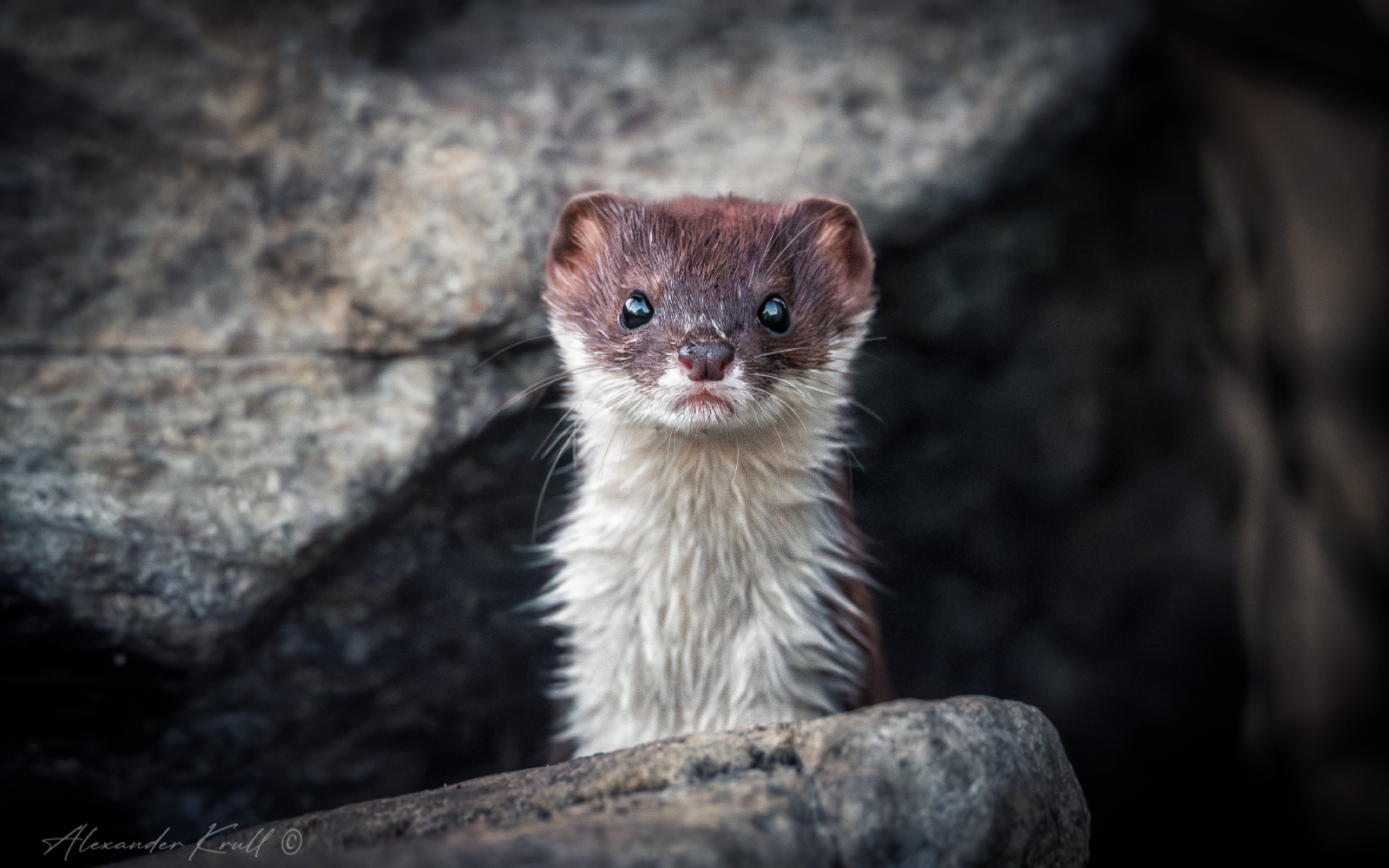 Маленькая и опасная