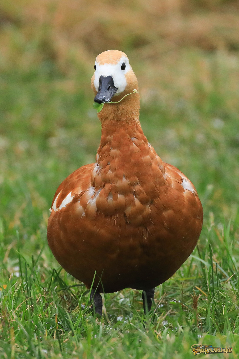 Вкусная травка!