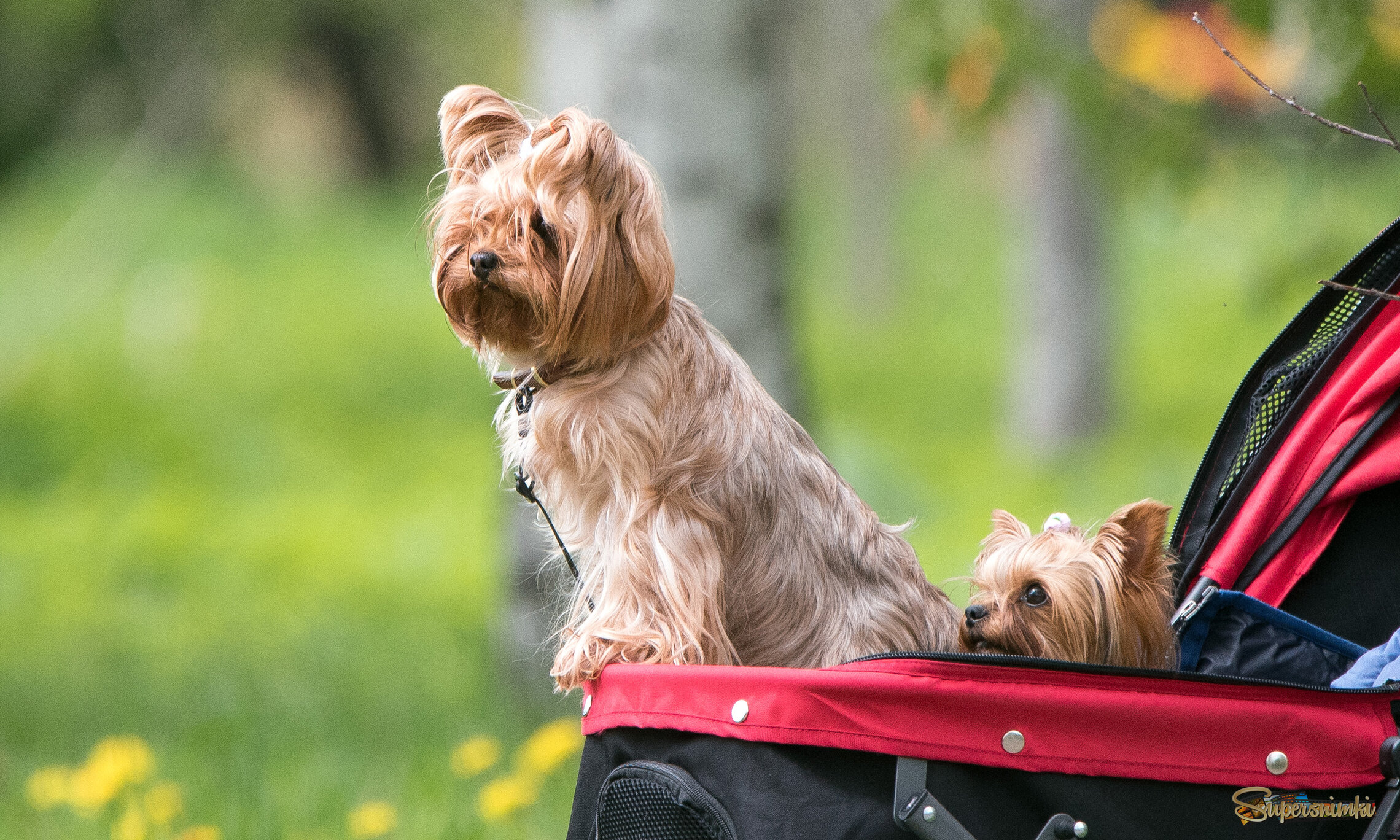 Дневной дозор.