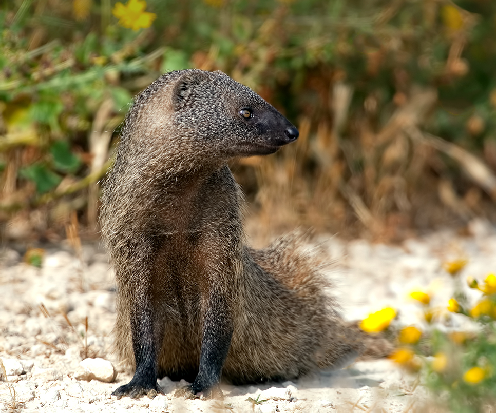 Египетский мангуст