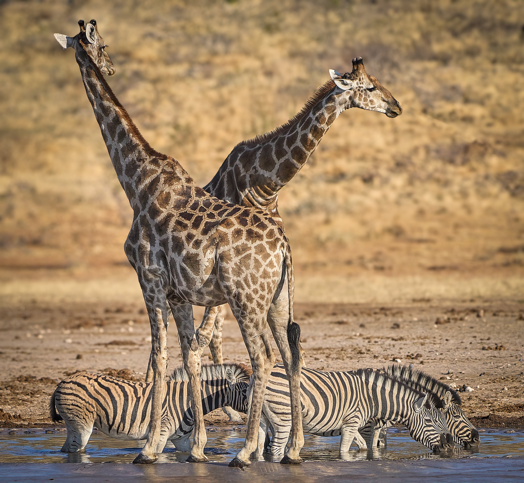 Намибийские истории...