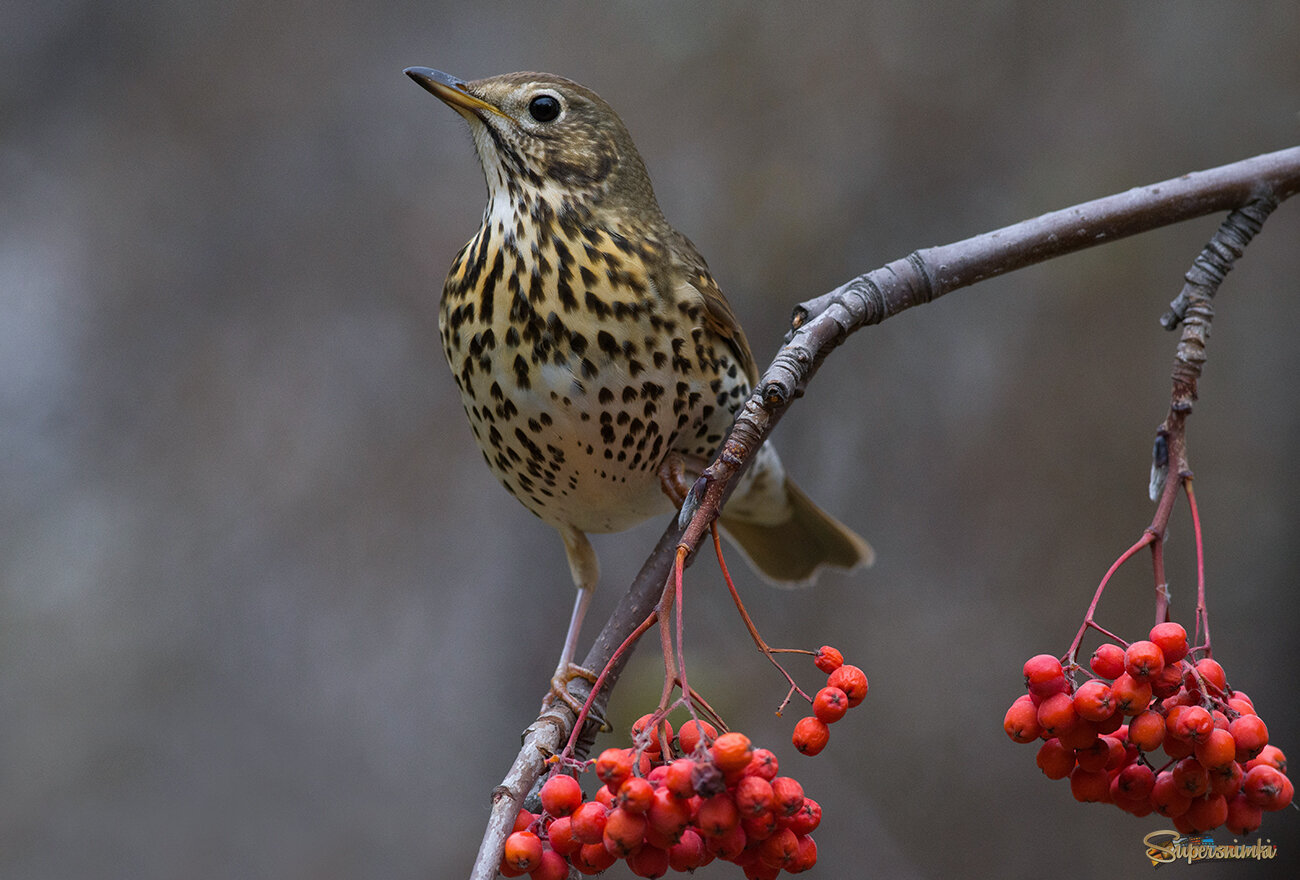 Певчий дрозд в середине осени