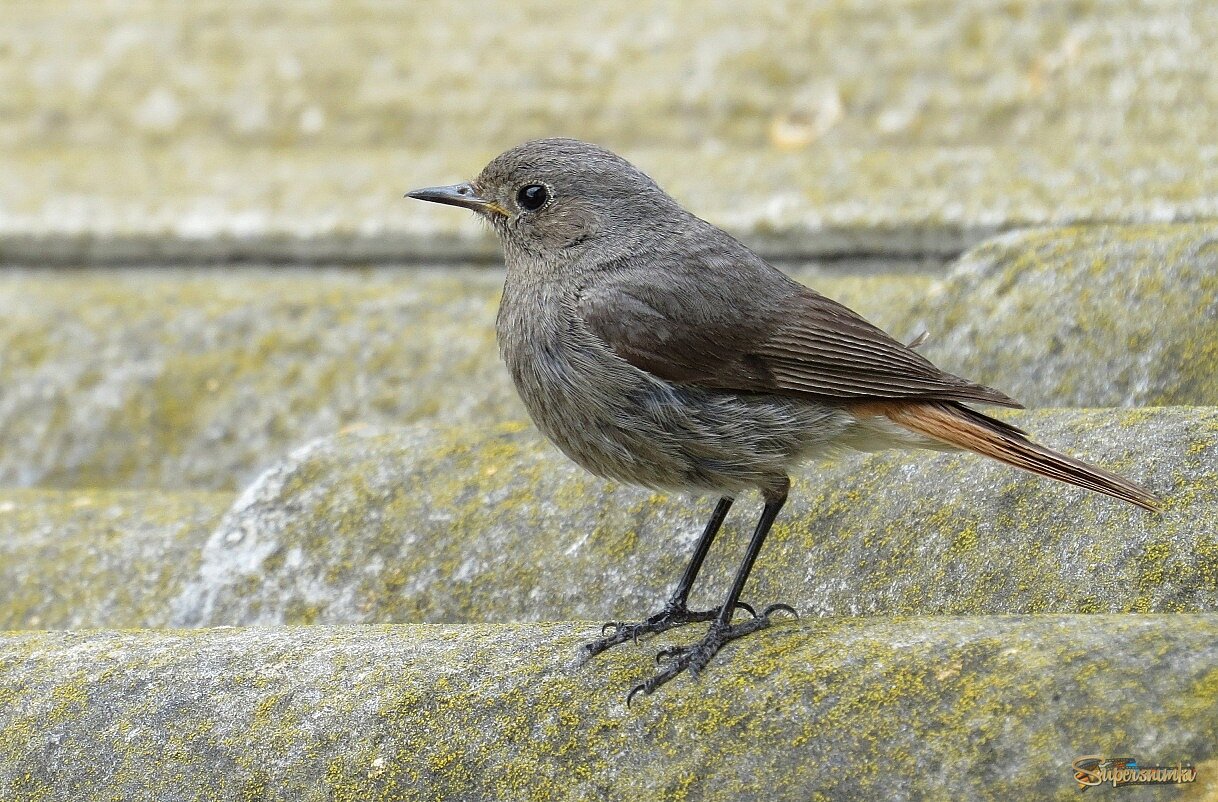 На крыше дома моего ....и ... своего )))