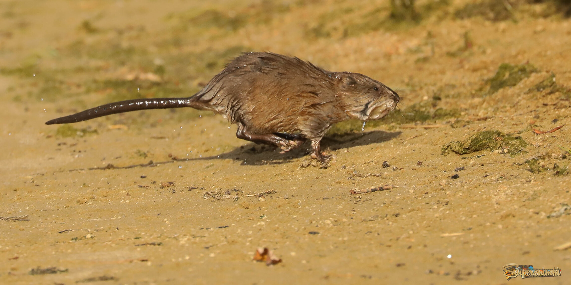 Ондатра выходит на берег
