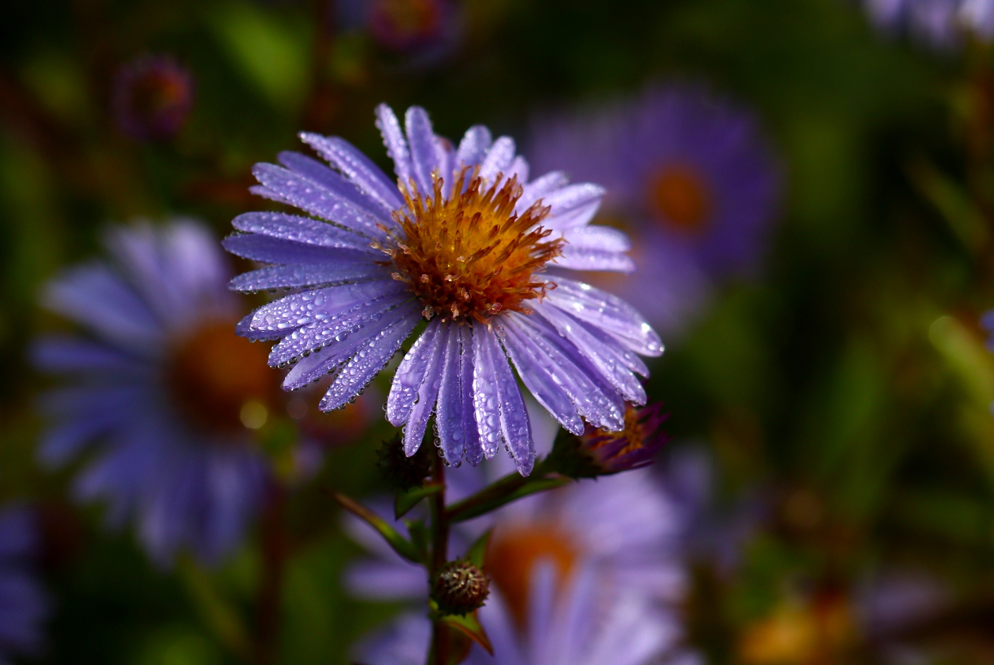 Утренний цветок