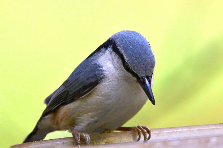 Sitta europaea