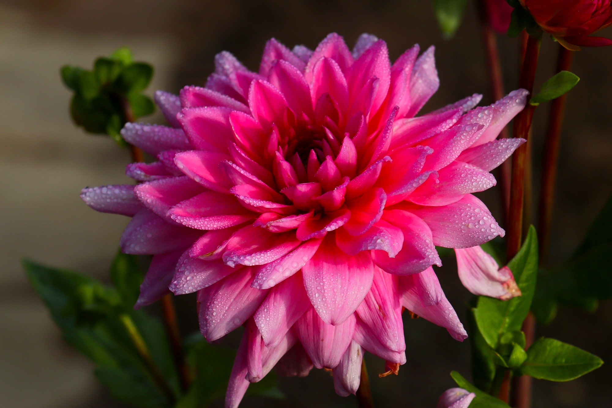 Утренний георгин