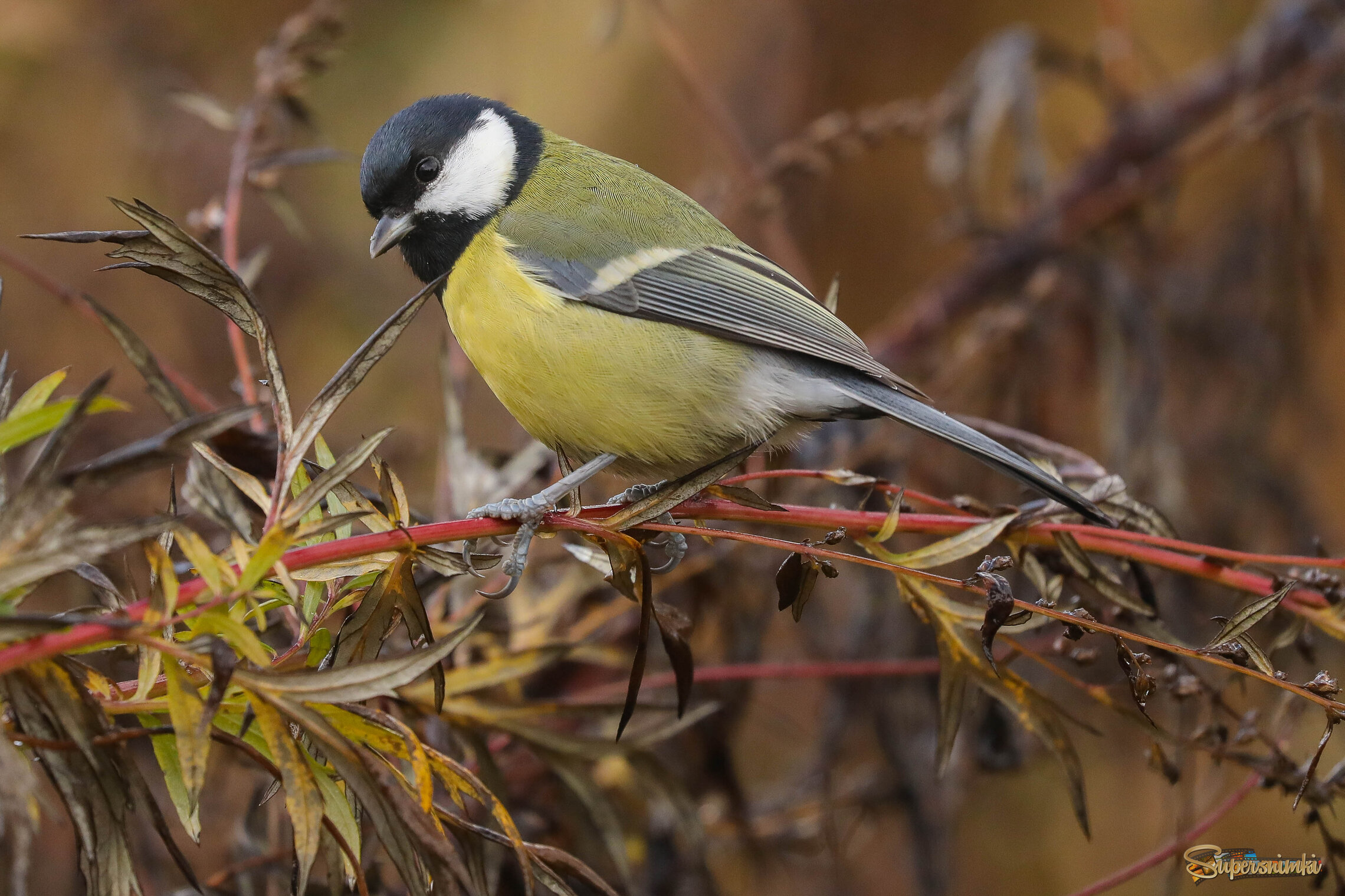 В "джунглях"