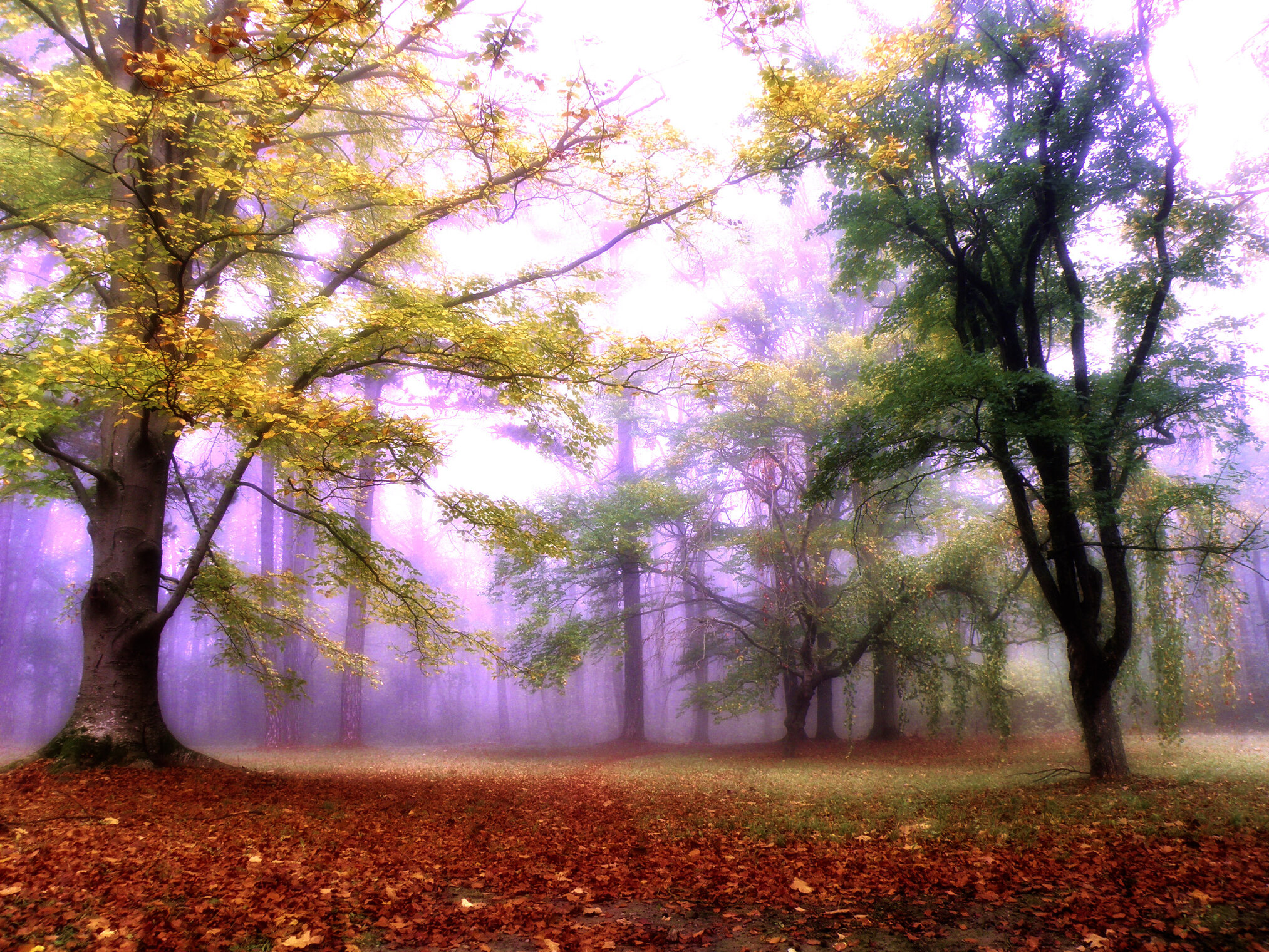 Туманы осени.