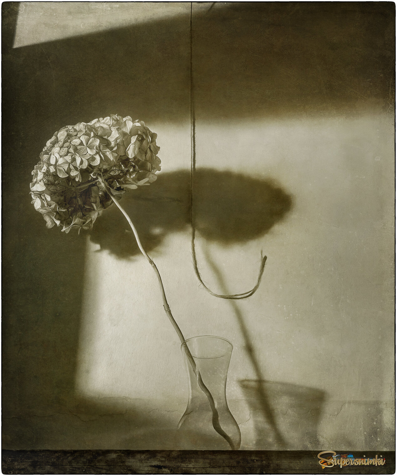 С Хризантеной.