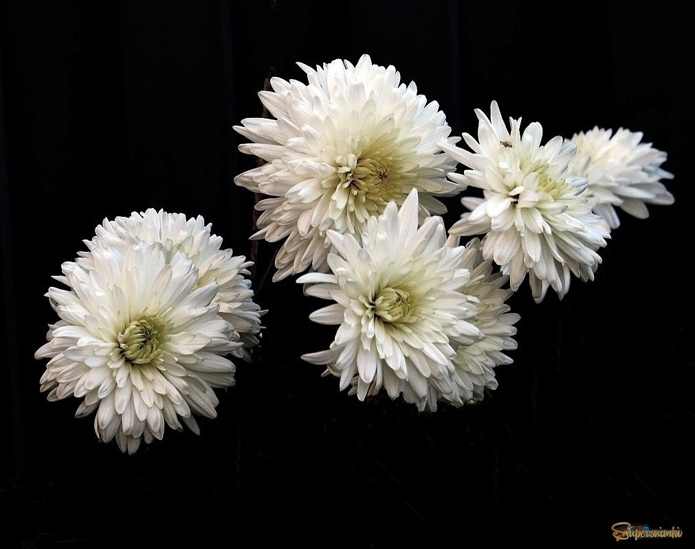 Последние, осенние