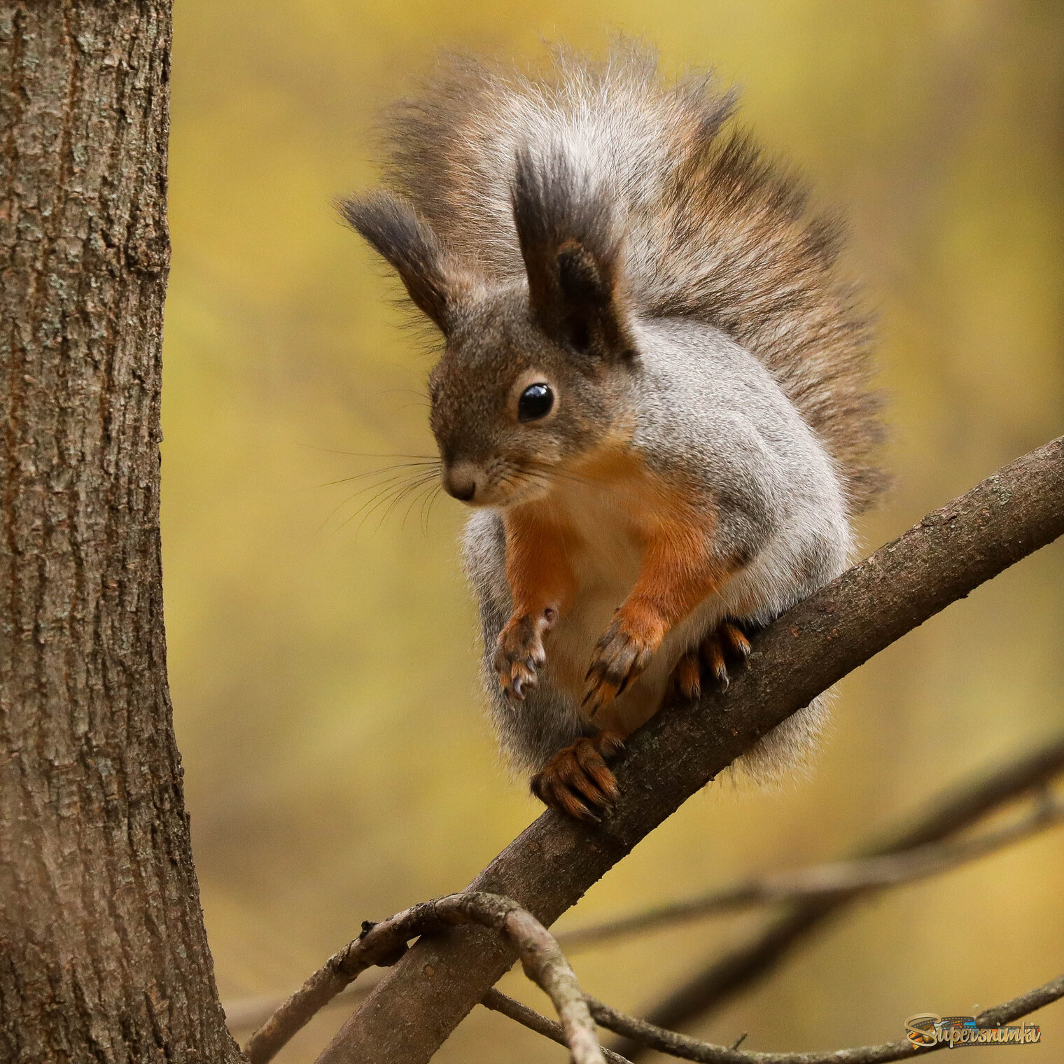 Совсем юна, но уже сварлива