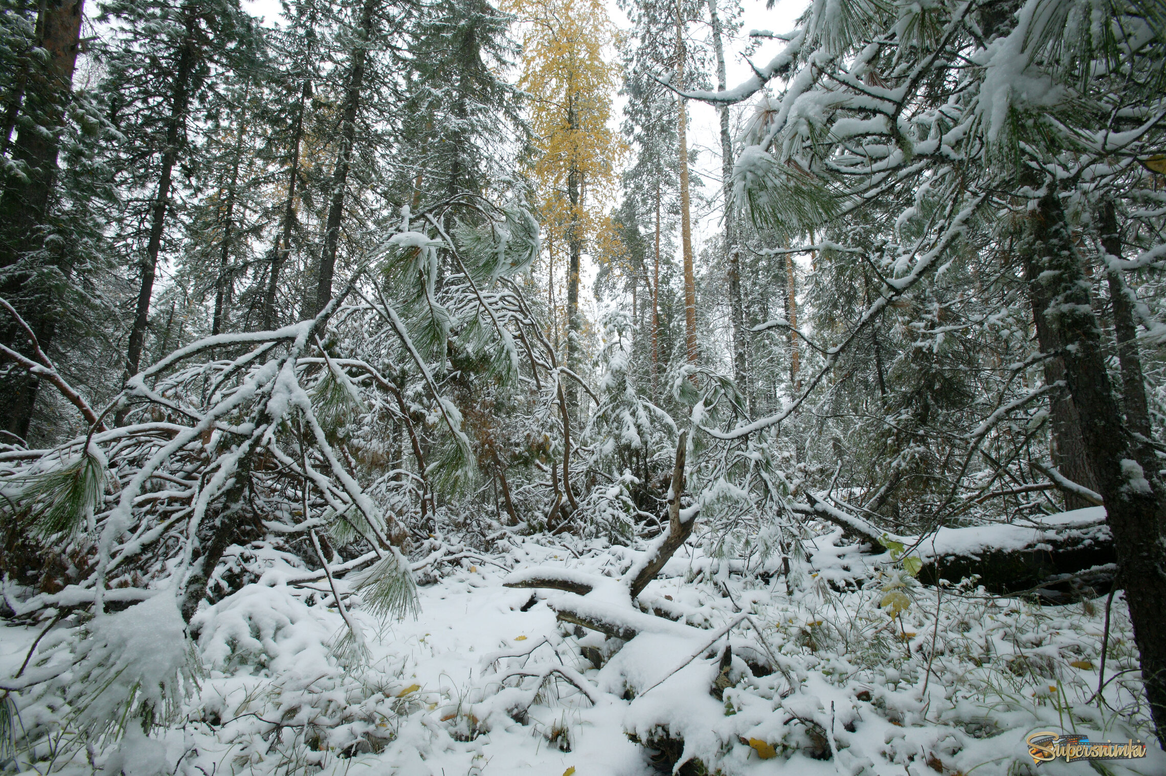 Большое Васюганское болото***