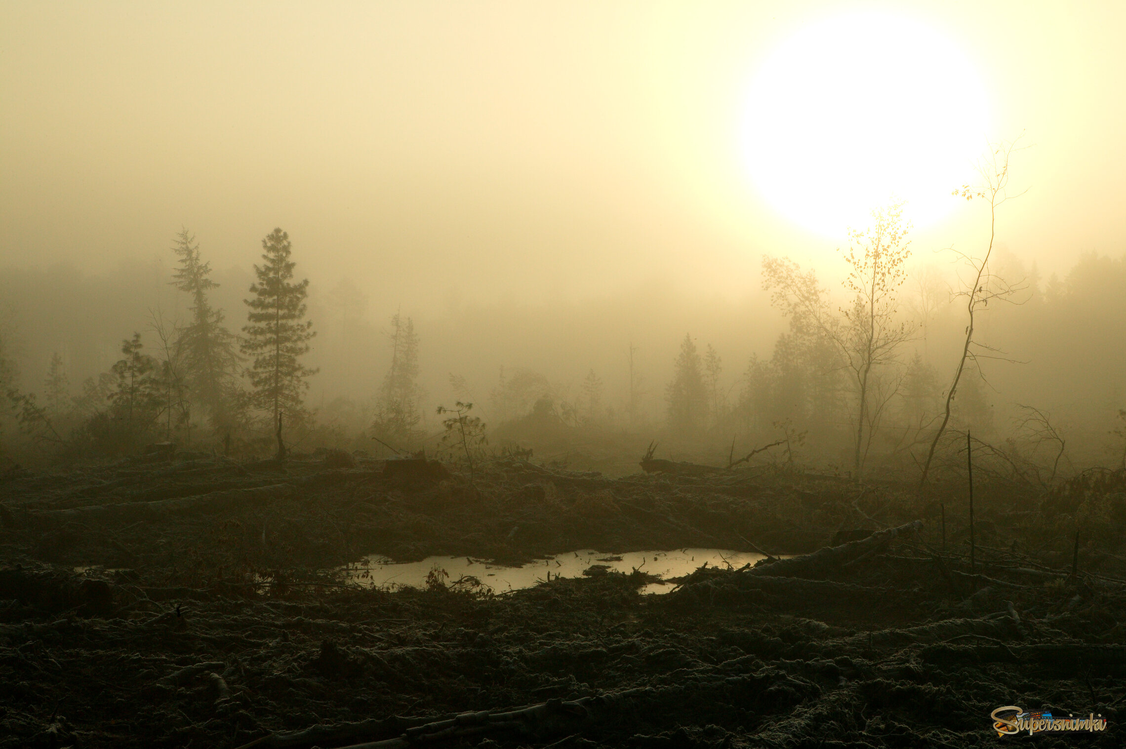 Большое Васюганское болото***