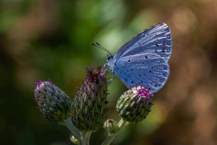 Маленький аргус