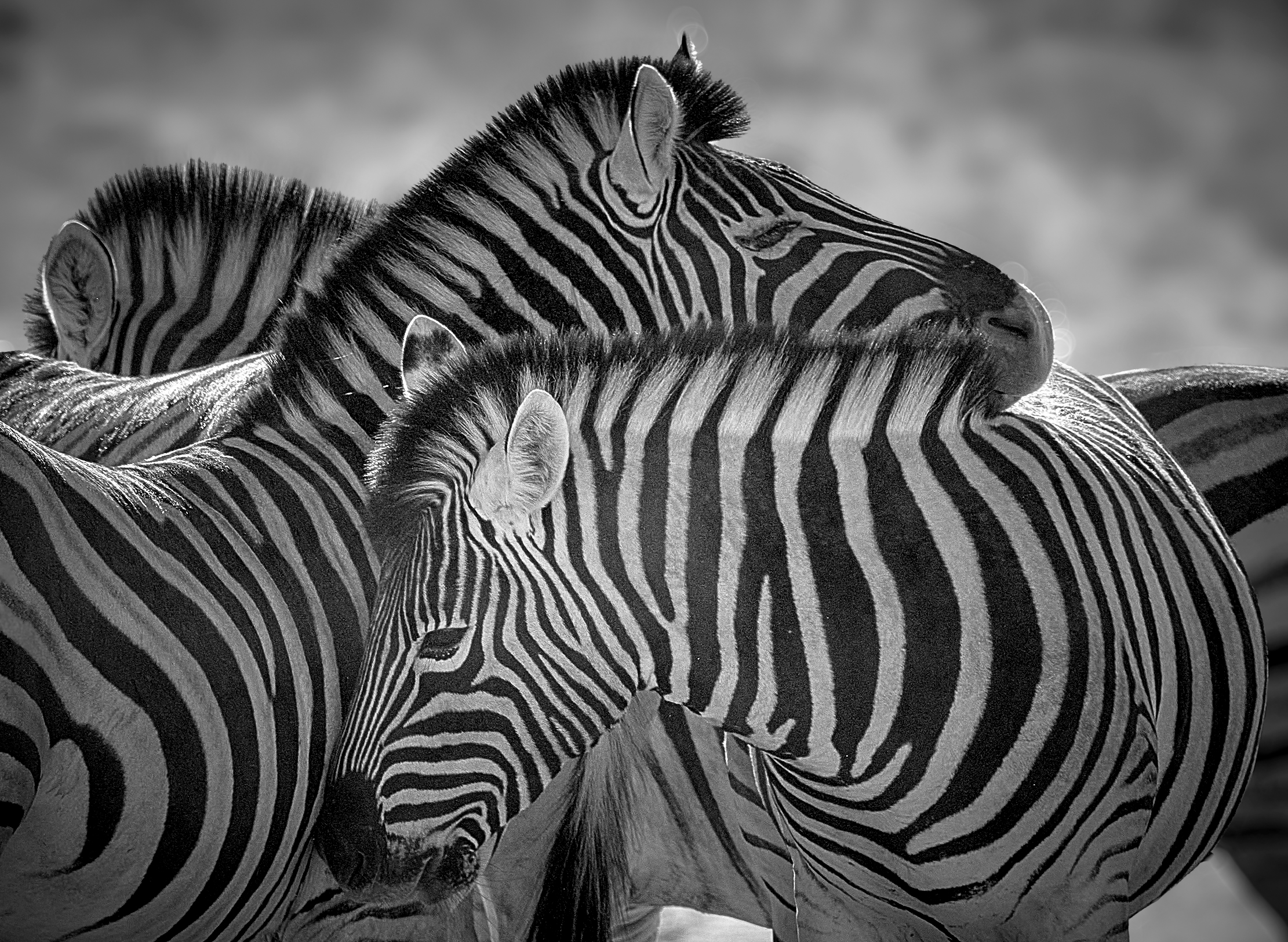 Намибийские истории...