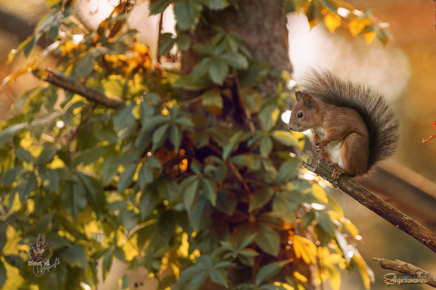 Белка обыкновенная.