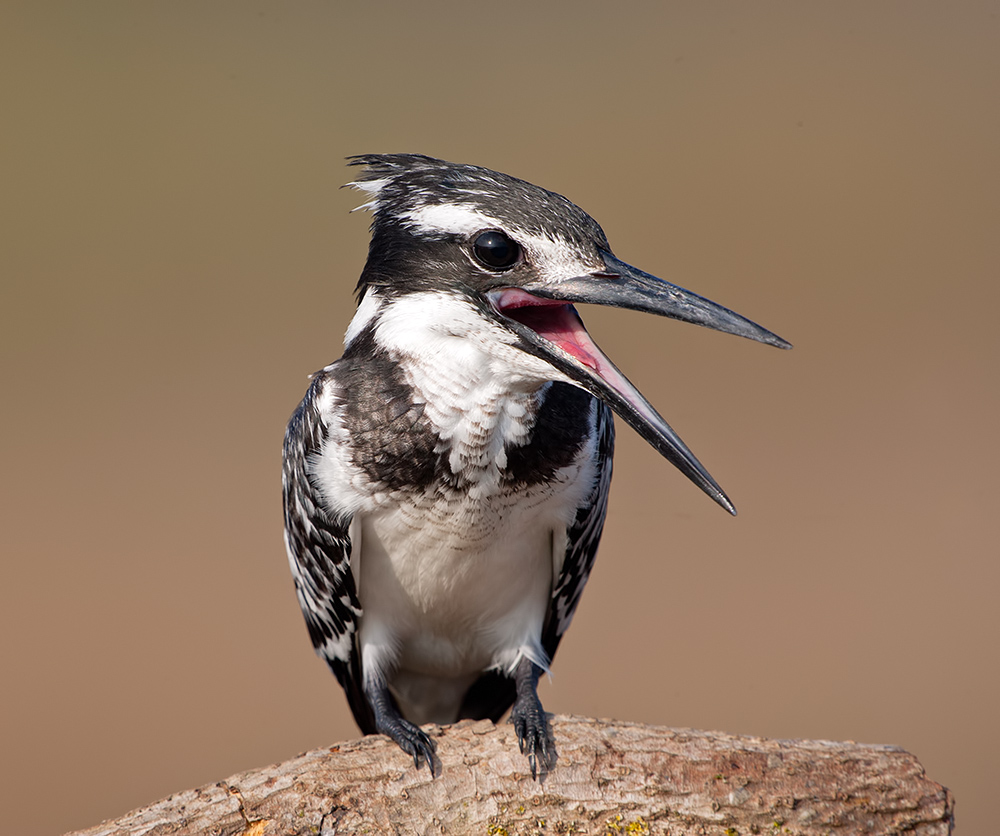 Малый пегий зимородок -Pied Kingfisher 