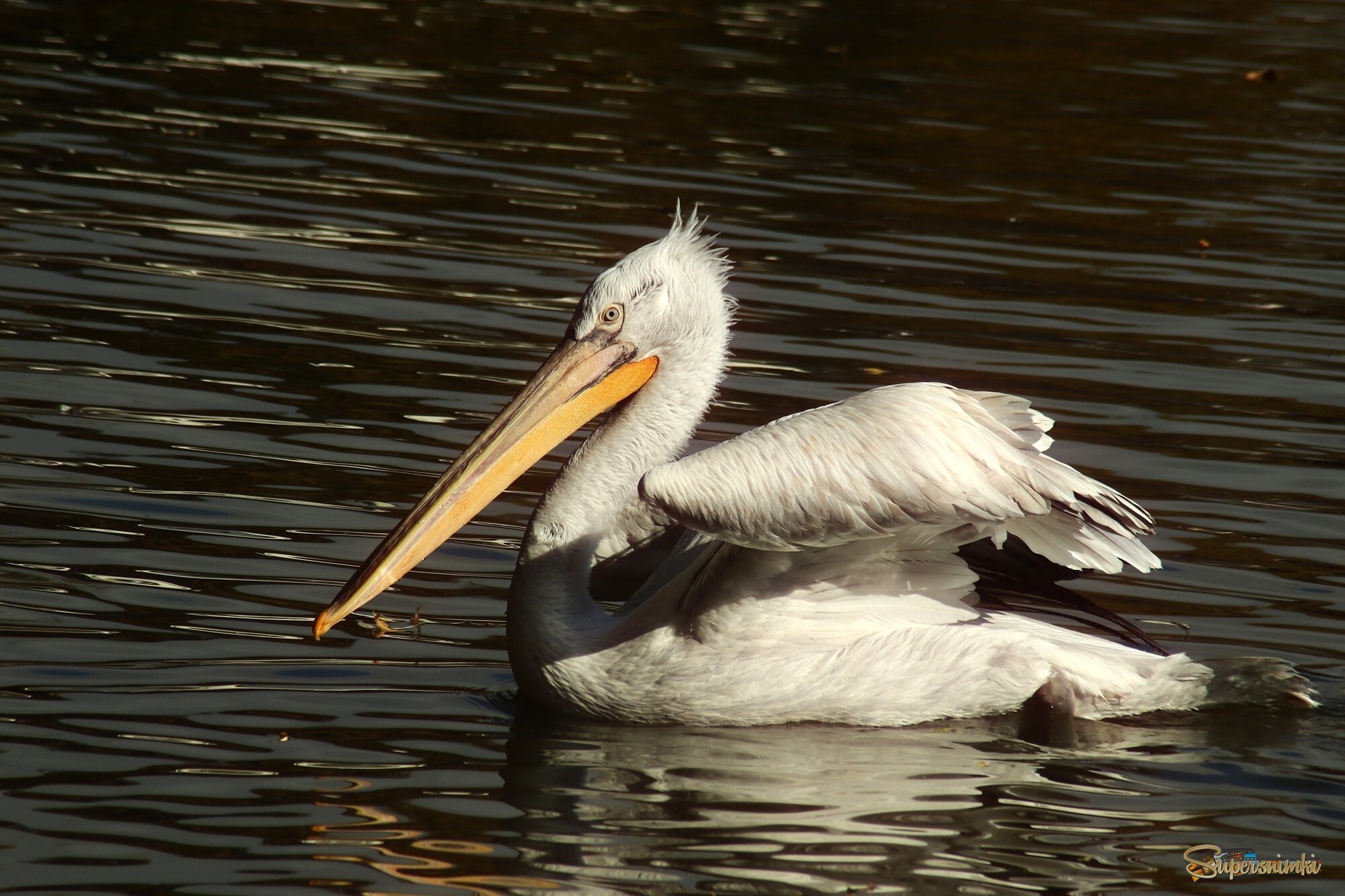 Портрет пеликана на чёрной воде