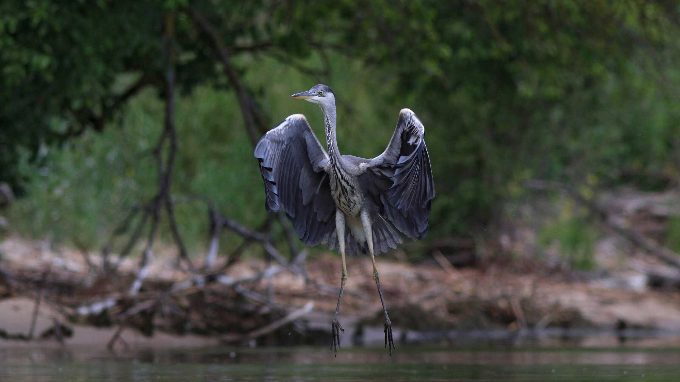 Взмах широкий, крылья шире, не спешите, три-четыре! 