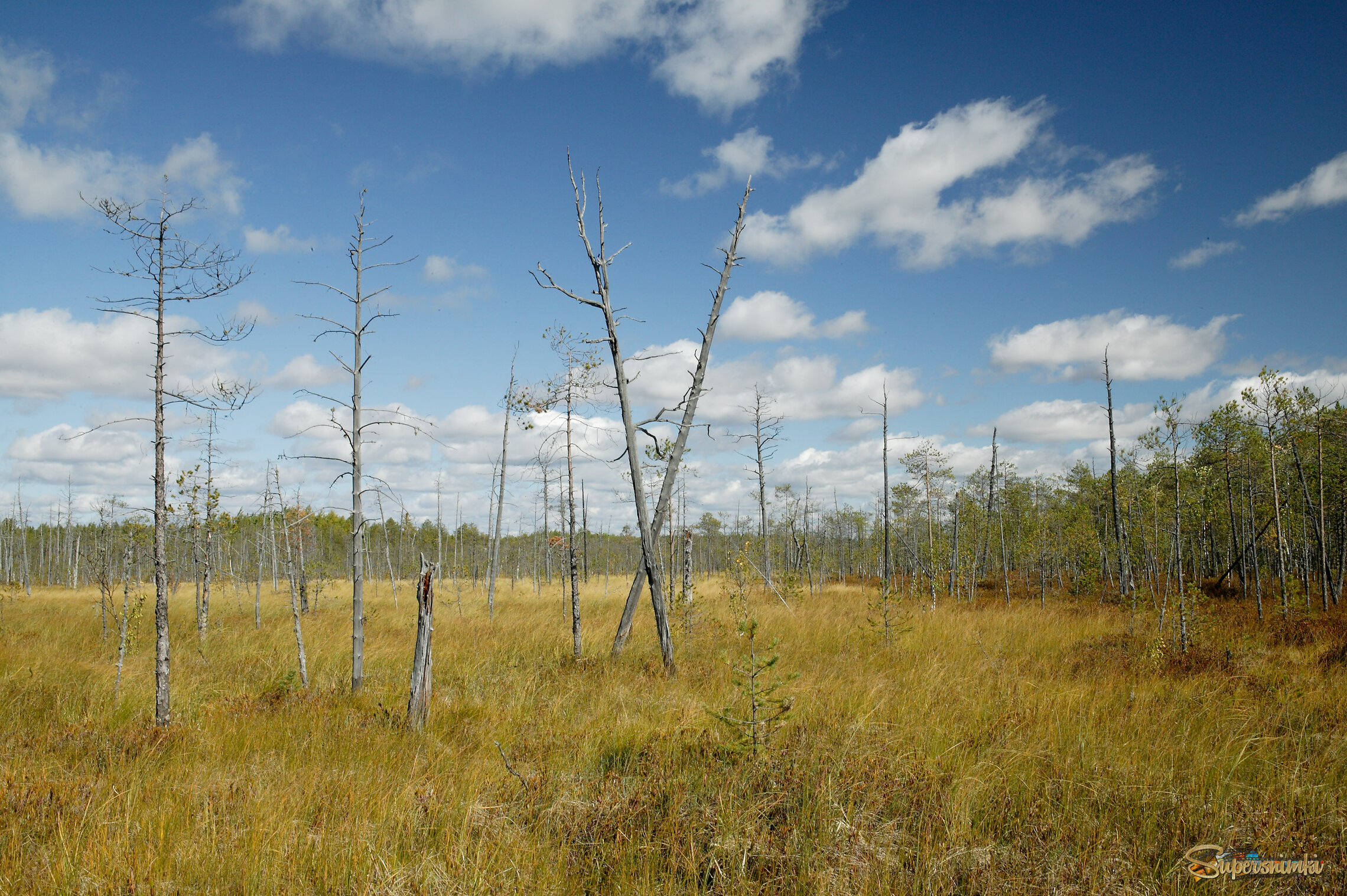Большое Васюганское болото***