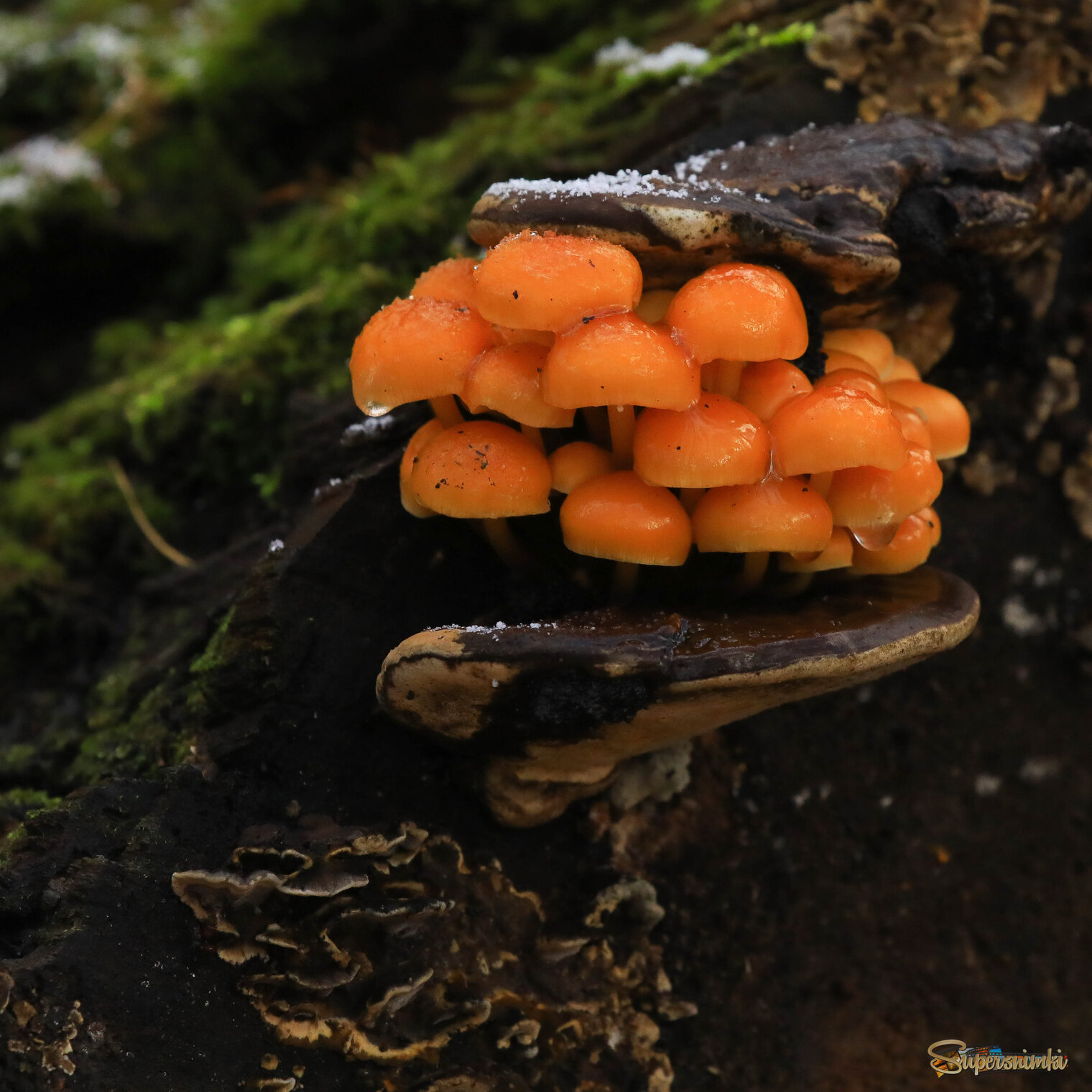 Сюрпризы природы