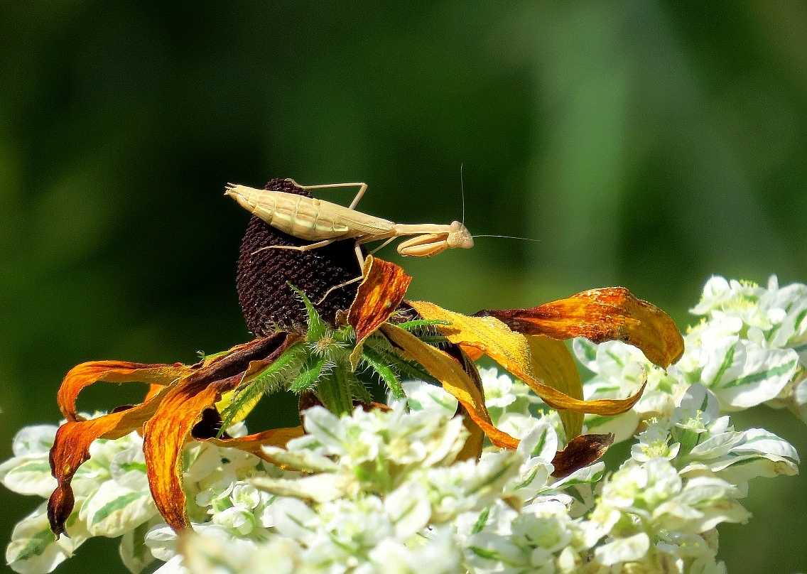 Ножки, ручки ...