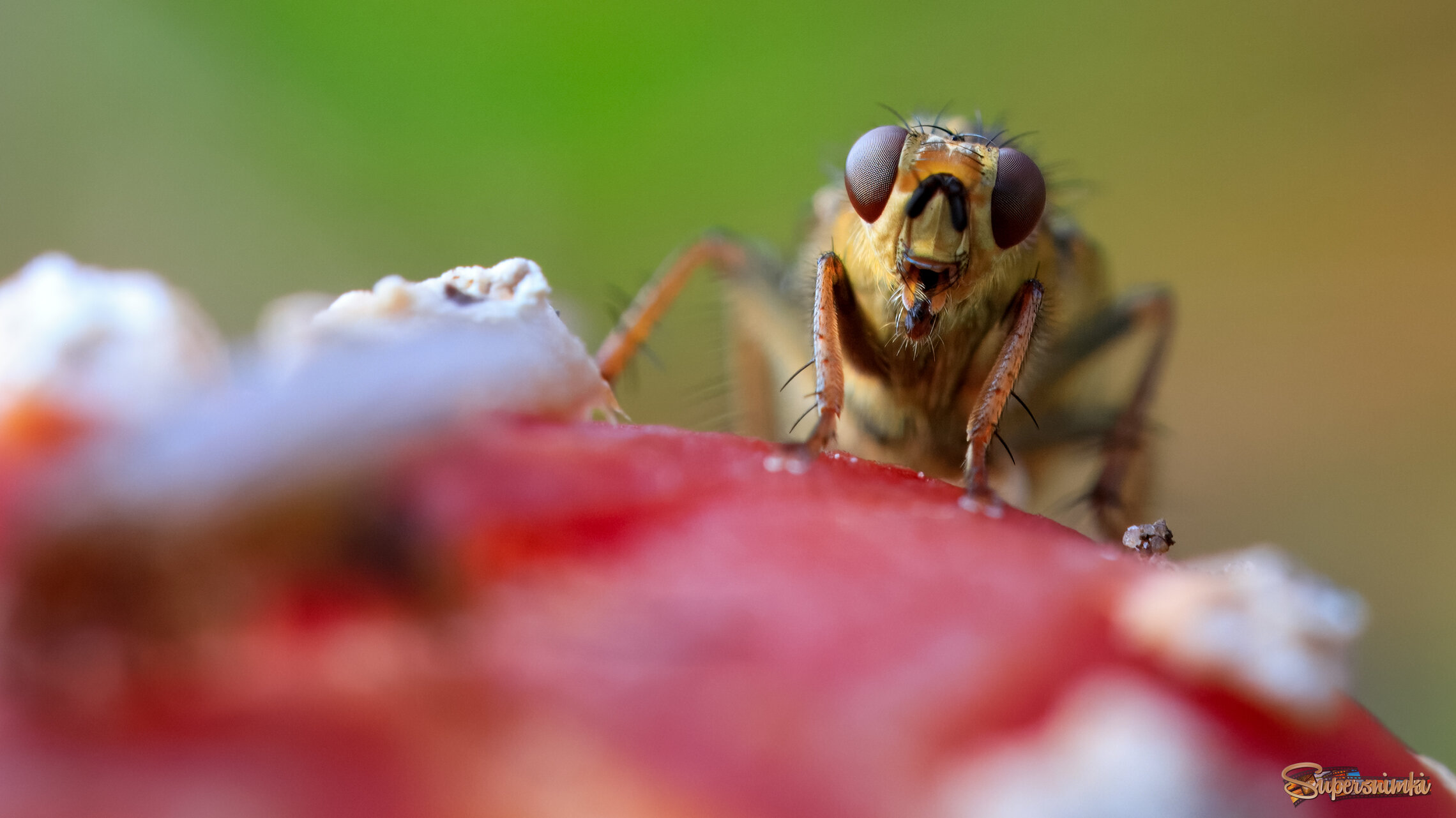 Мухоморная муха