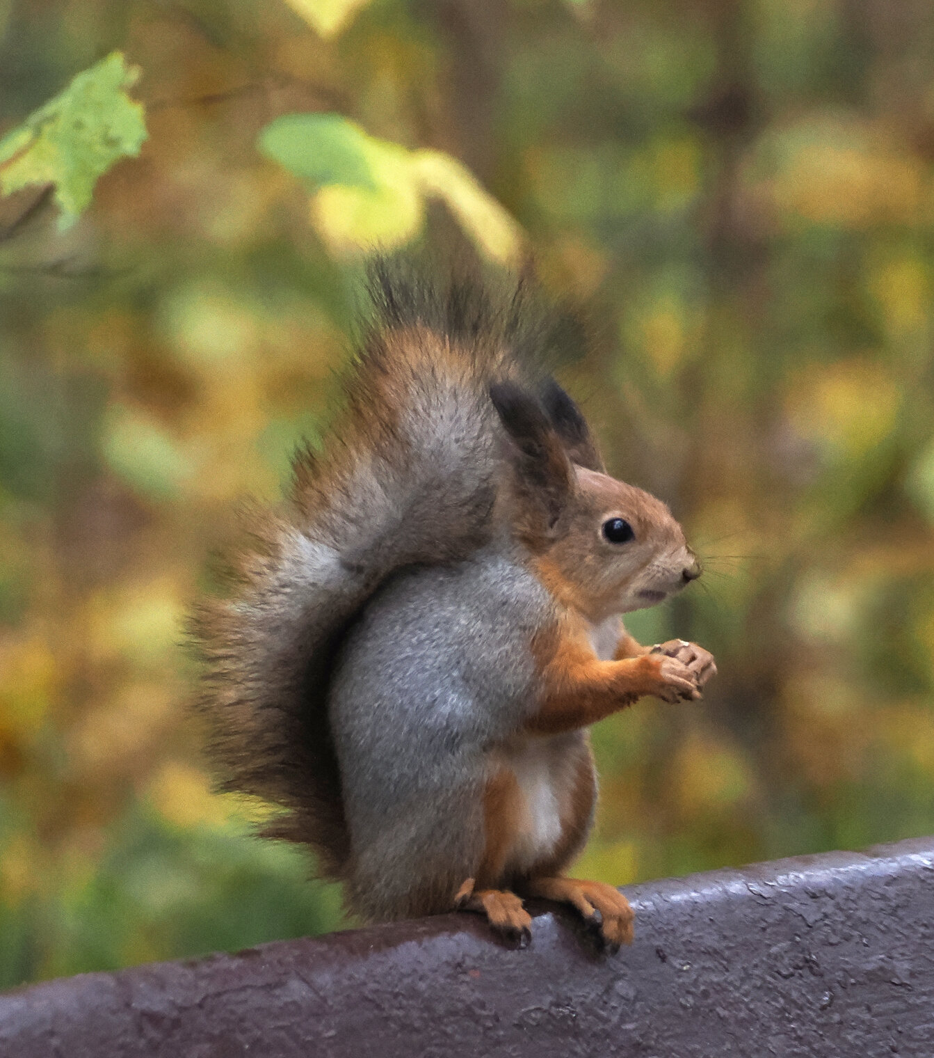 Обыкновенная белка.