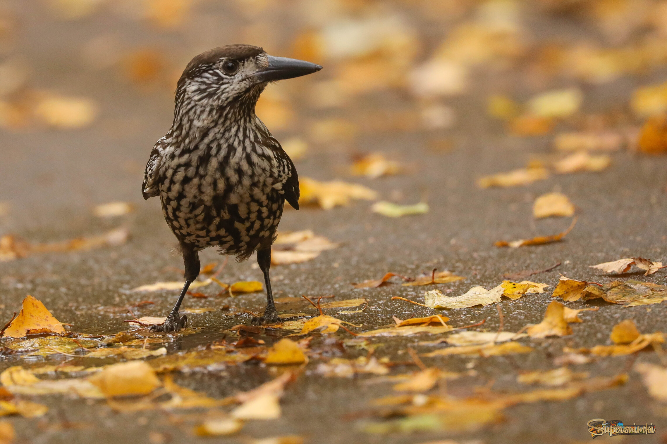 Водички хочется