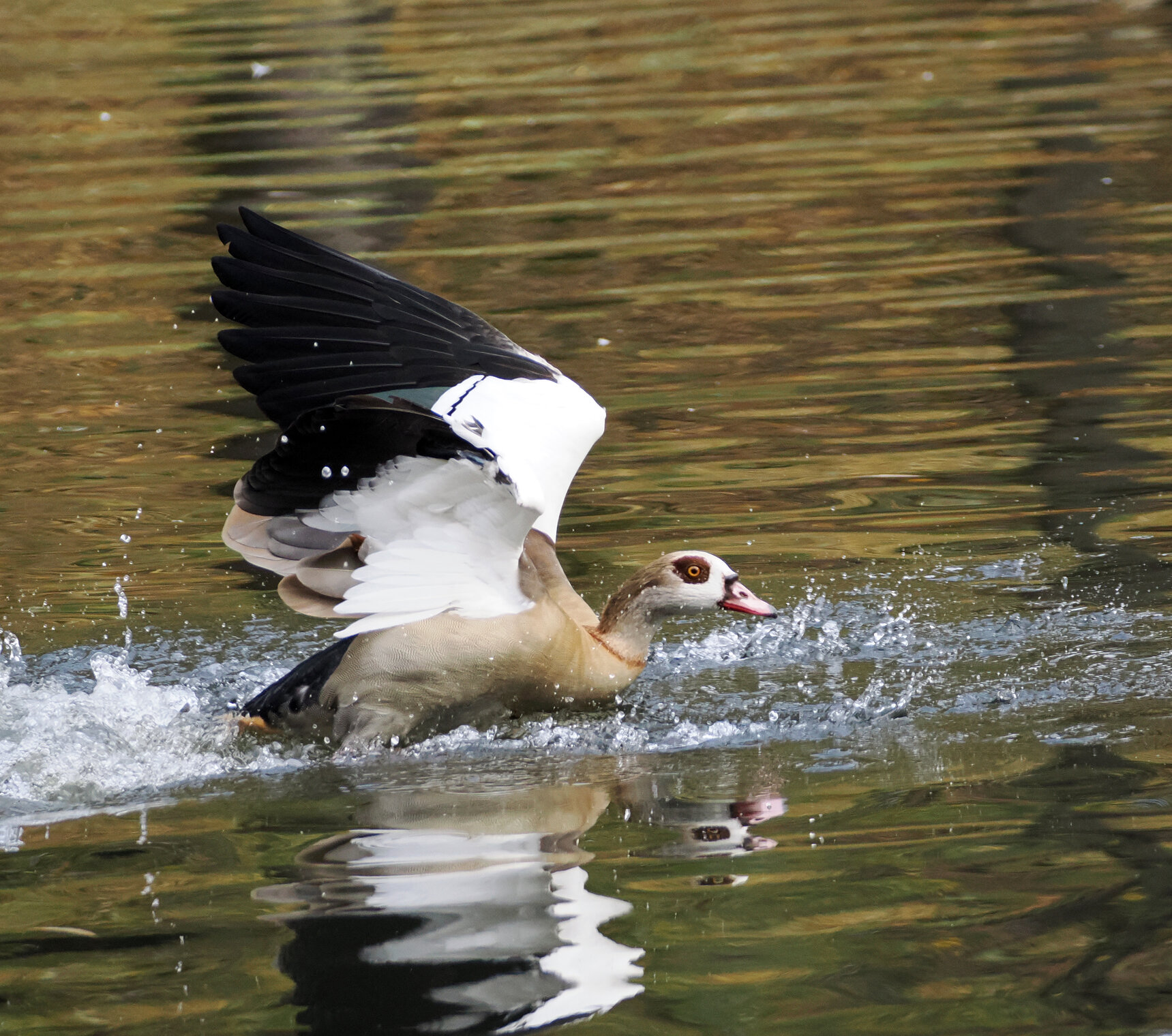 Нильский гусь.