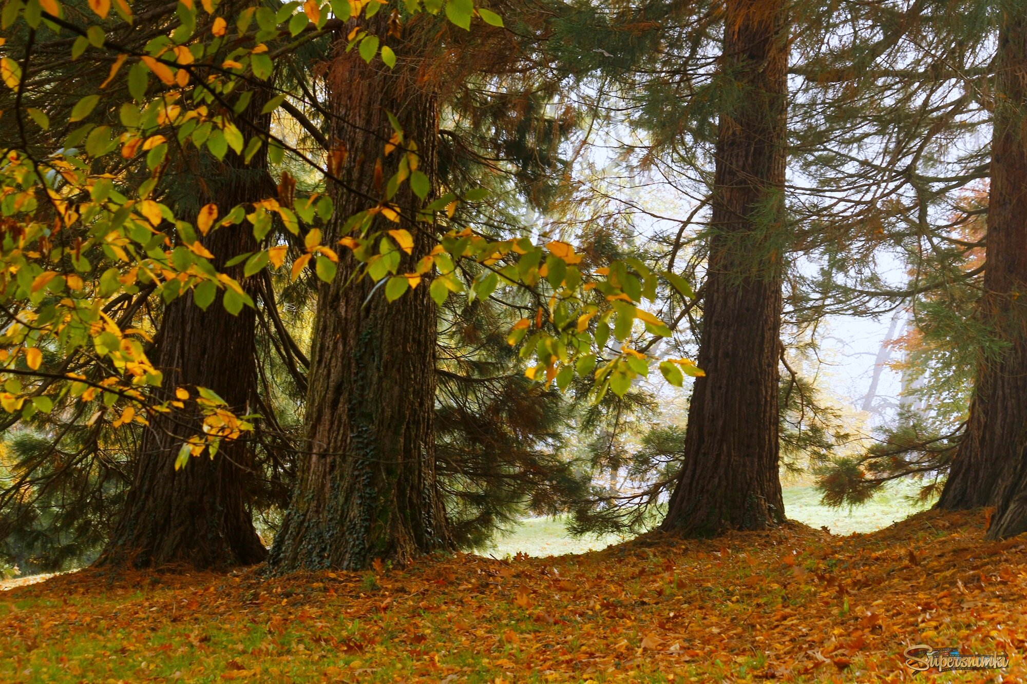 В осеннем лесу