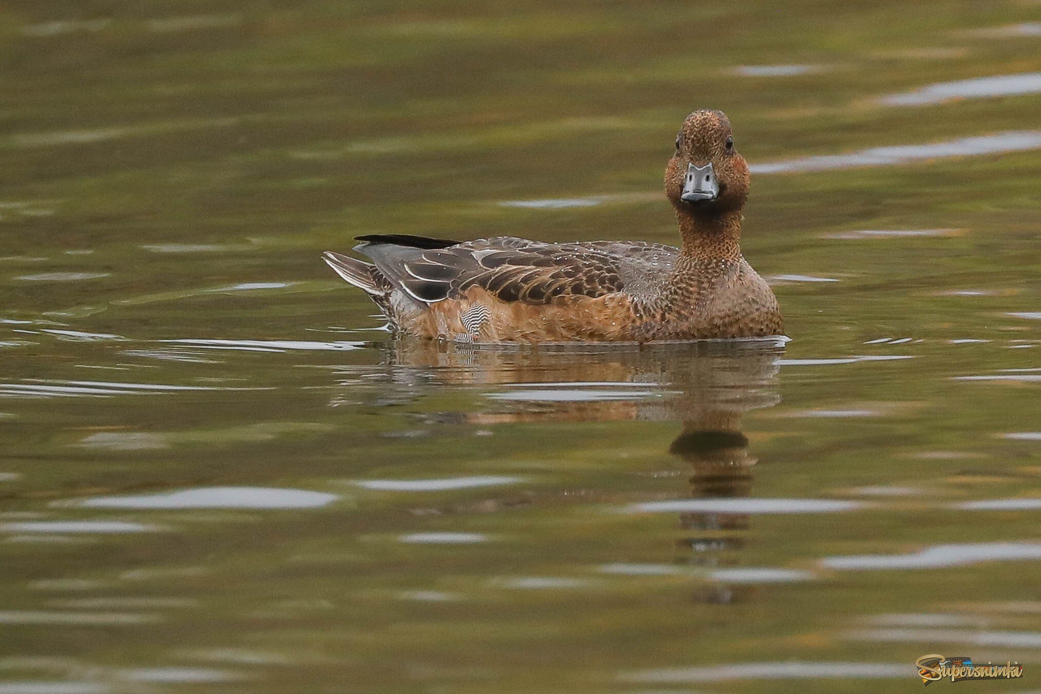 Новые знакомые