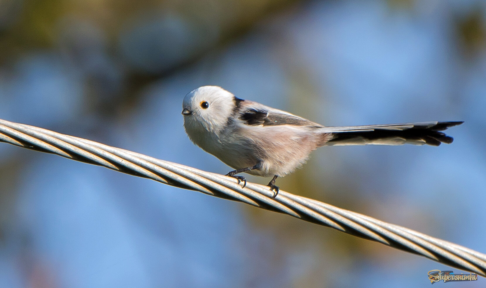 Длиннохвостая синица.