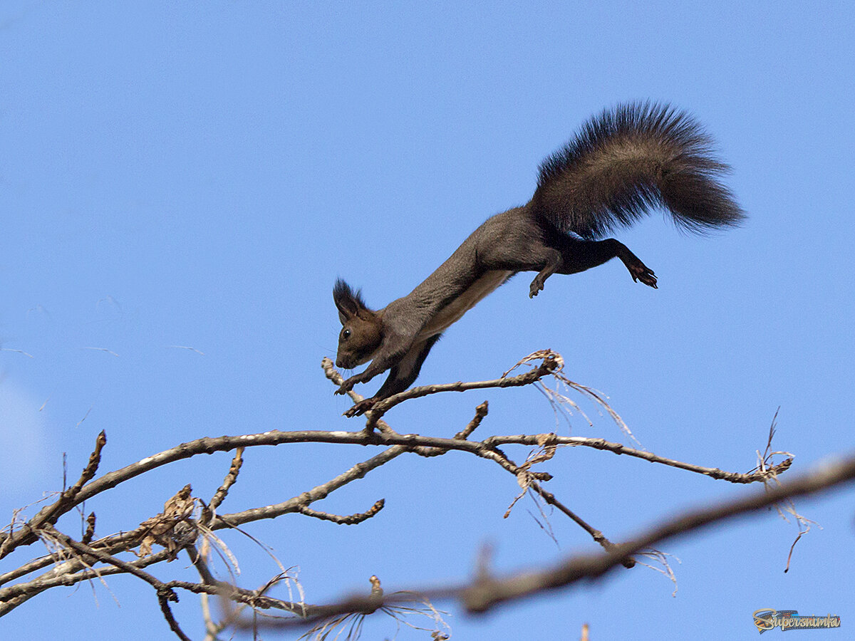 Изящная фотомодель...)